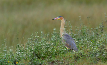 Whistling heron [Syrigma sibilatrix sibilatrix]