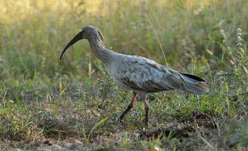 Stirnbandibis [Theristicus caerulescens]