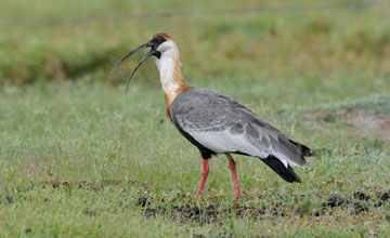 Weisshalsibis [Theristicus caudatus]