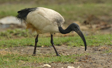 Heiliger Ibis [Threskiornis aethiopicus]