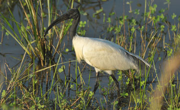 Black-headed ibis [Threskiornis melanocephalus]