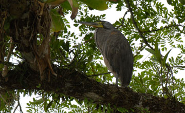 Bare-throated tiger heron [Tigrisoma mexicanum]