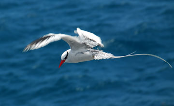 Red-billed tropicbird [Phaethon aethereus mesonauta]