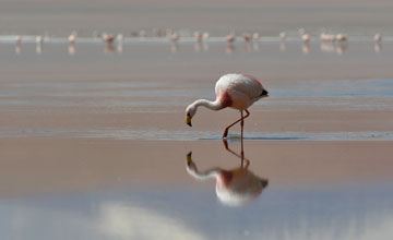 James's flamingo [Phoenicoparrus jamesi]