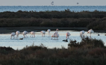 Greater flamingo [Phoenicopterus roseus]