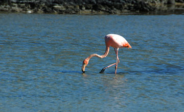 Kubaflamingo [Phoenicopterus ruber]