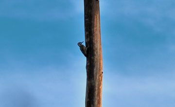 Bearded woodpecker [Chloropicus namaquus coalescens]