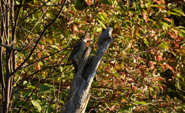 Northern yellow-shafted flicker [Colaptes auratus luteus]