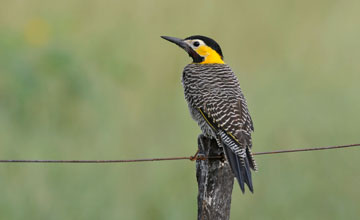 Campo flicker [Colaptes campestris]