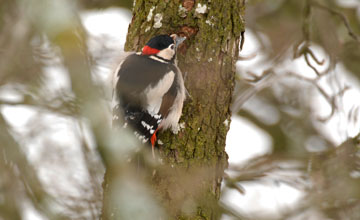 Great spotted woodpecker [Dendrocopos major pinetorum]