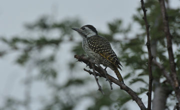 Cardinal woodpecker [Dendropicos fuscescens intermedius]