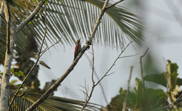 Black-rumped flameback [Dinopium benghalense puncticolle]