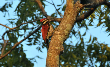 Red-backed flameback [Dinopium psarodes]