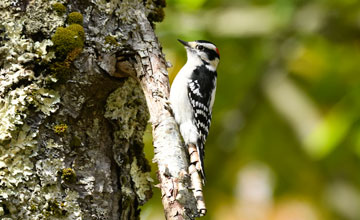 Dunenspecht [Dryobates pubescens medianus]