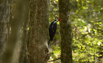 Pileated woodpecker [Dryocopus pileatus pileatus]