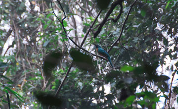 Rufous-tailed jacamar [Galbula ruficauda]