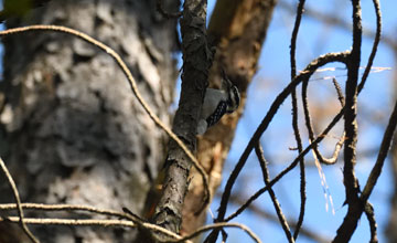 Hairy woodpecker [Leuconotopicus villosus audubonii]