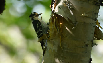 Hairy woodpecker [Leuconotopicus villosus villosus]