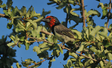 Black-collared barbet [Lybius torquatus torquatus]