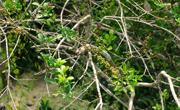 Golden-fronted woodpecker [Melanerpes aurifrons]