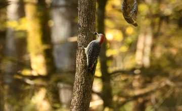 Carolinaspecht [Melanerpes carolinus]