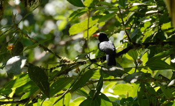 White-fronted nunbird [Monasa morpheus]