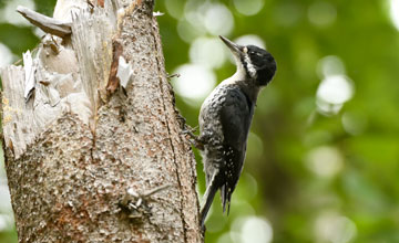 Schwarzrückenspecht [Picoides arcticus]