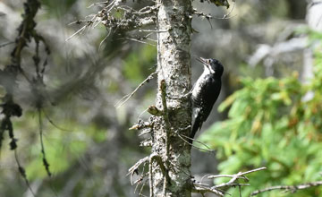 American three-toed woodpecker [Picoides dorsalis bacatus]