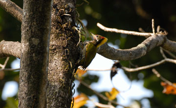 Lesser yellownape [Picus chlorolophus chlorolophus]