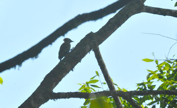 Gelbhaubenspecht [Picus chlorolophus wellsi]