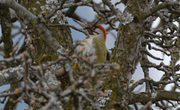 Grünspecht [Picus viridis viridis]