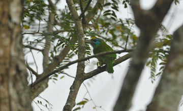 Yellow-fronted barbet [Psilopogon flavifrons]