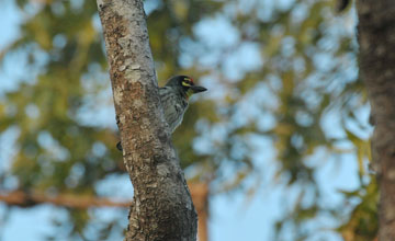 Coppersmith barbet [Psilopogon haemacephalus indicus]