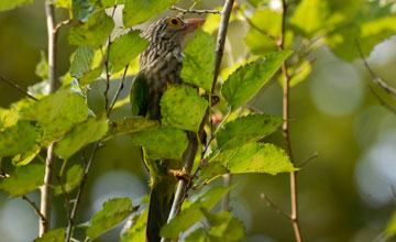 Lineated barbet [Psilopogon lineatus hodgsoni]