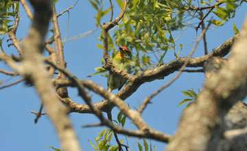 Sri-Lanka-Schmiedbartvogel [Psilopogon rubricapillus]