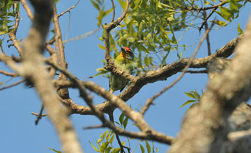 Crimson-fronted barbet [Psilopogon rubricapillus]