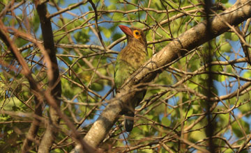 Brown-headed barbet [Psilopogon zeylanicus zeylanicus]