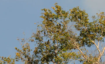 Black-necked aracari [Pteroglossus aracari atricollis]