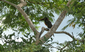 Chestnut-eared aracari [Pteroglossus castanotis]