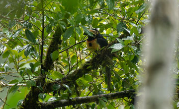 Collared aracari [Pteroglossus torquatus]