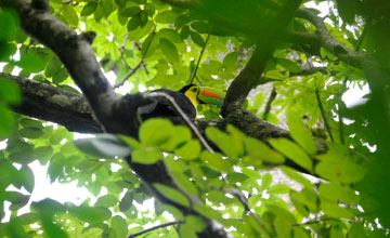 Fischertukan [Ramphastos sulfuratus]