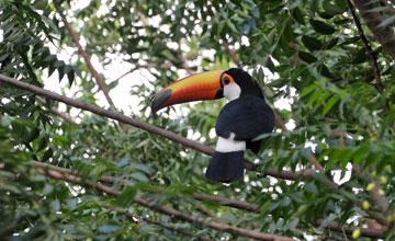 Riesentukan [Ramphastos toco albogularis]