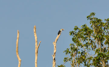 Red-billed toucan [Ramphastos tucanus]