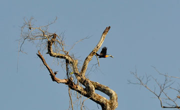 Dottertukan [Ramphastos vitellinus]