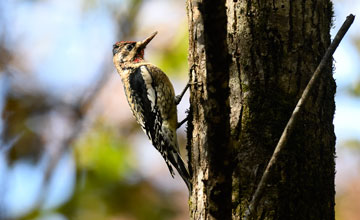 Yellow-bellied sapsucker [Sphyrapicus varius]