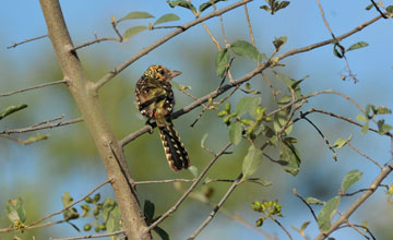 D'arnaud's barbet [Trachyphonus darnaudii darnaudii]