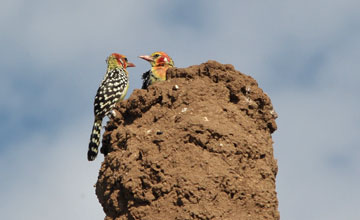 Red-and-yellow barbet [Trachyphonus erythrocephalus versicolor]