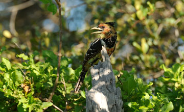 Crested barbet [Trachyphonus vaillantii vaillantii]