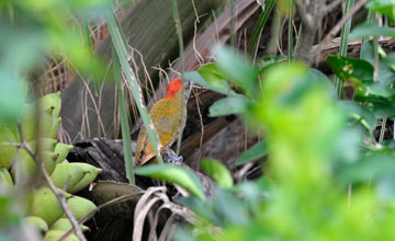 Little woodpecker [Veniliornis passerinus]