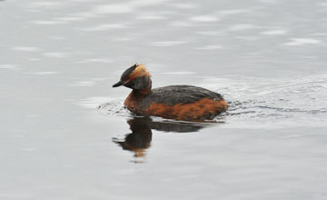 Horned grebe [Podiceps auritus auritus]